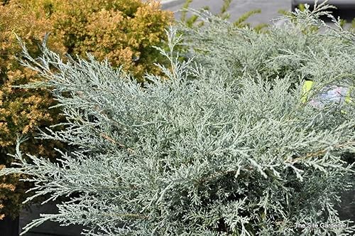 Miniatura 3 de Juniper Angelica Blue - Planta de tamaño de 1 galón vivo - Juniperus Chinensis - Arbusto perenne tolerante a la sequía resistente al frío