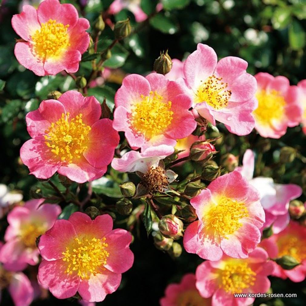 Rosa 'Topolina' Rosier couvre-sol pot 25-30 cm