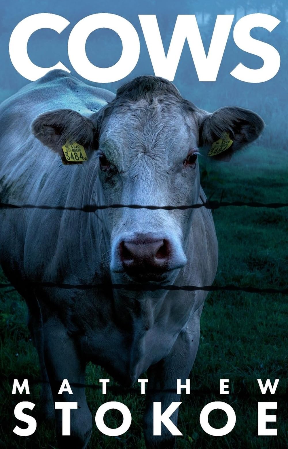 Cows