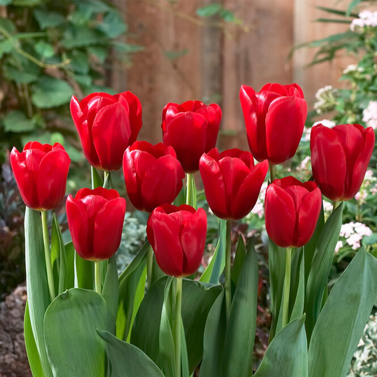 20 Bulbes De Tulipa (Tulipes) Tarda | Circonférence 7/8 Cm