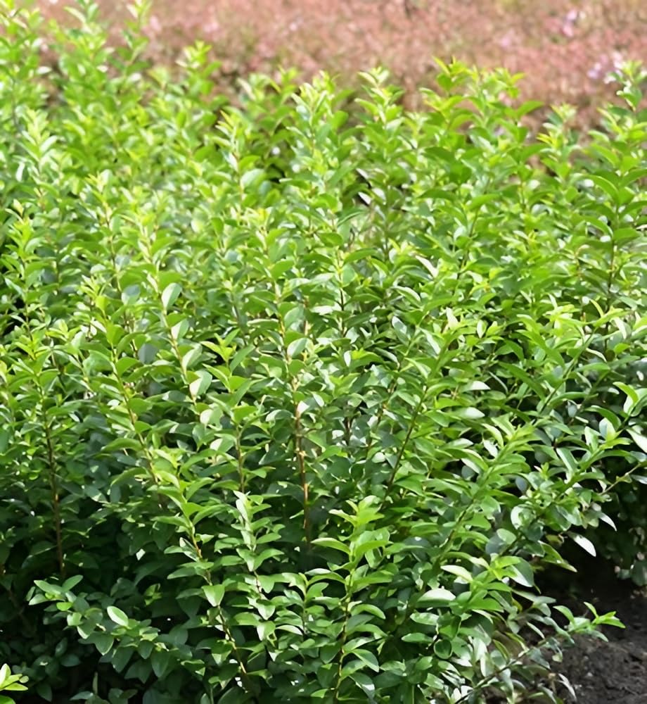 Stauden Gänge 10 x Ligustrum ovalifolium 'Green Diamond' winterhart