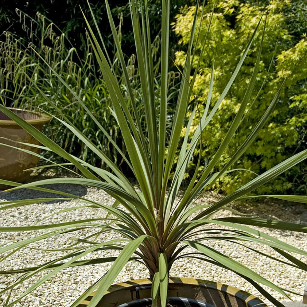 Buy Cabbage Tree Cordyline Australis Tree , Also Known as Cabbage