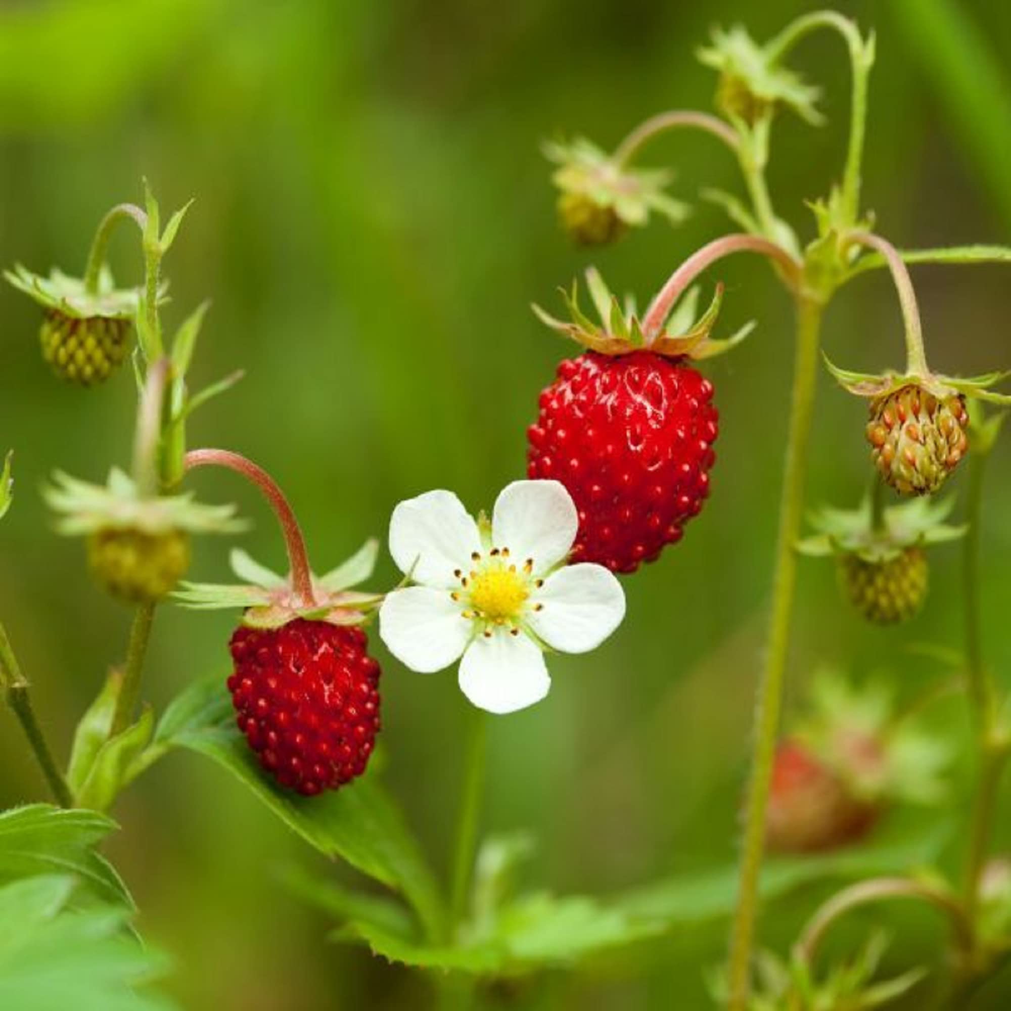 CHUXAY GARDEN Giant Strawberry Fruit Seed 300 Seeds Organic Garden Strawberry Sweet Fruit Non-GMO Organic Plant Great Gardening Gifts