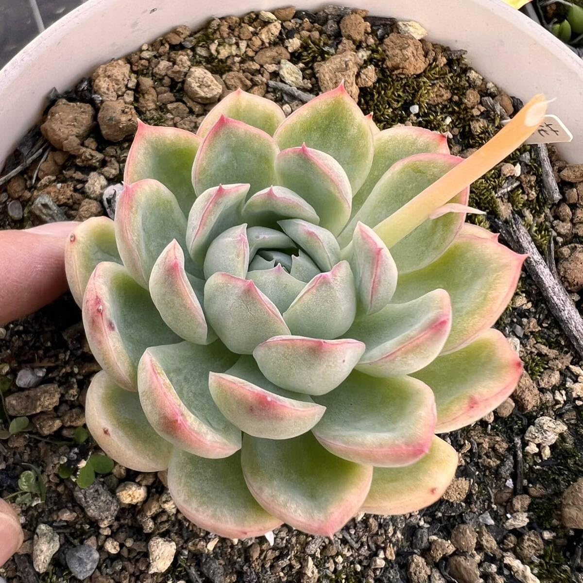 Amazon.co.jp: 花月夜根付き抜き苗多肉植物エケベリア : ホビー