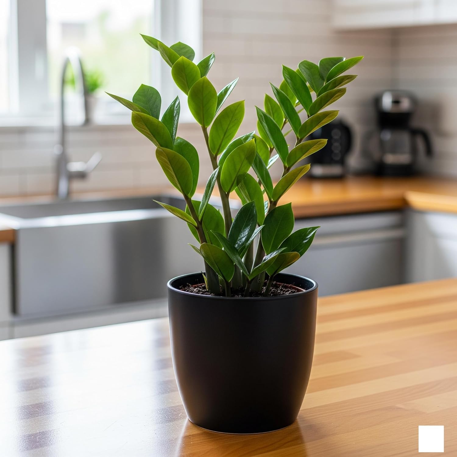 Kyari Zamia ZZ Plant Live Indoor Plant with Grey Self Watering Metal Pot 4 Inch - Large ZZ Plant Floor Plant for Home, Office, Lobby - Air Purifying Low Maintenance Indoor Plant-image-38