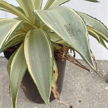 Amazon.co.jp: アガベ デスメティアーナジョーホーク 7号 大型大