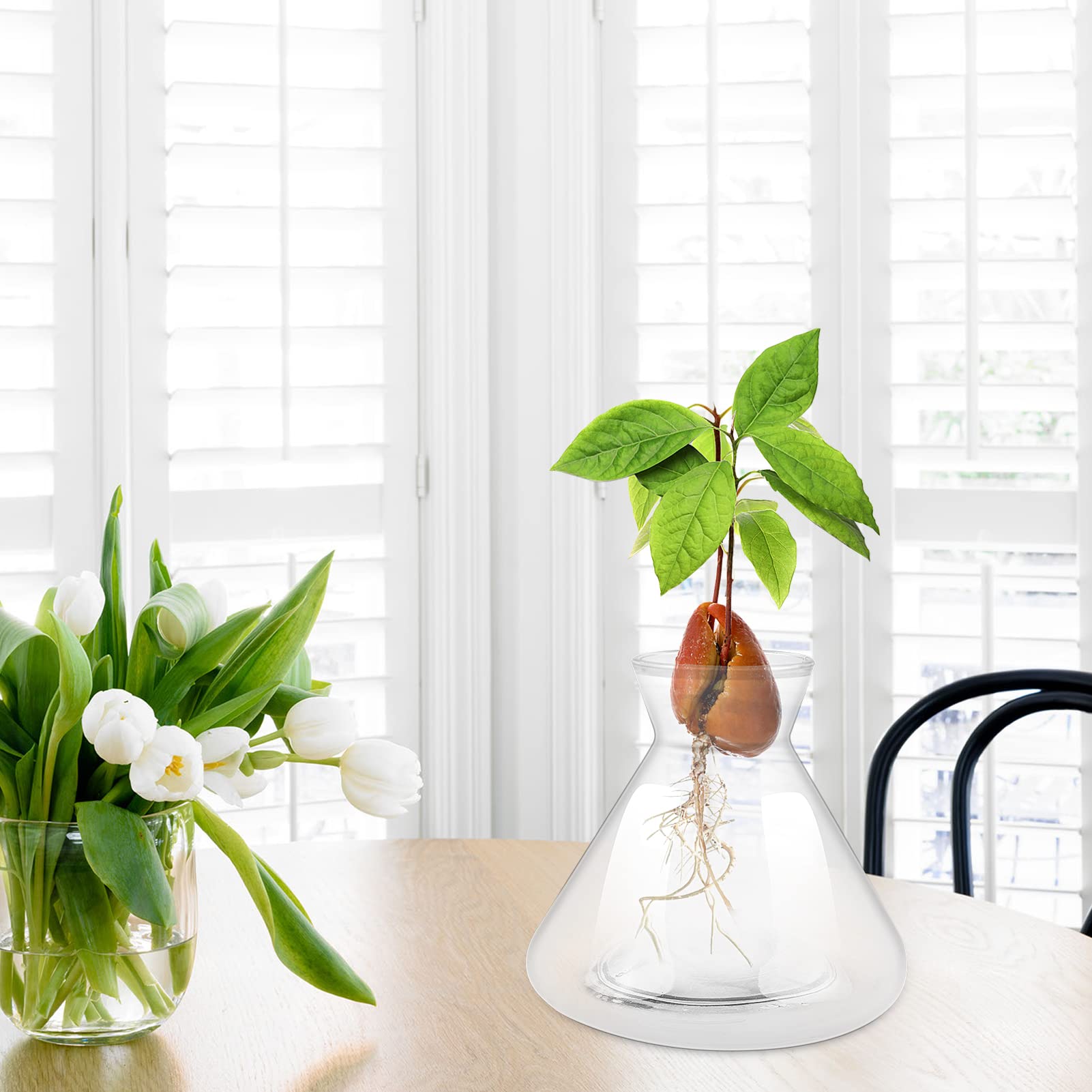 Vases De Germination Pour Avocat - Lot De 4 En Verre Transparent, Hauteur 10 Cm, Pour Graines Et Bulbes - 9