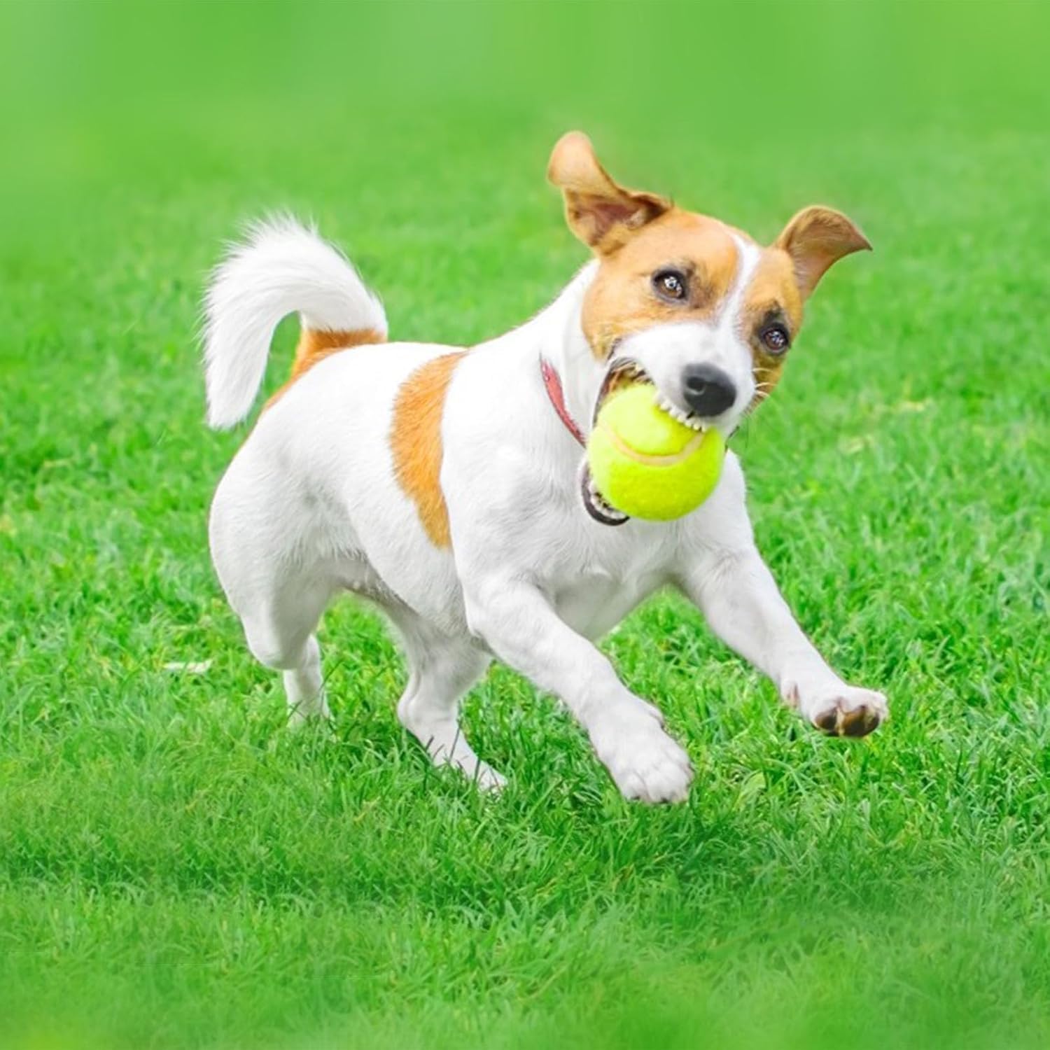 HOBBYTECH Lot de 12 Balles de Tennis pour l'entraînement, Balle de Tennis Jaune, balles de Tennis pour débutants, Adultes, Enfants et Chiens, idéal pour l'entraînement du Quotidien