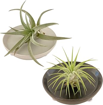 Amazon 花のギフト社 エアプランツ ティランジア 皿付き 観葉植物 ギフト グリーン インテリア プレゼント 花のギフト社 観葉植物 Amazon 花のギフト社 エアプランツ ティランジア 皿付き 観葉植物 ギフト グリーン インテリア プレゼント 花のギフト社 観葉植物