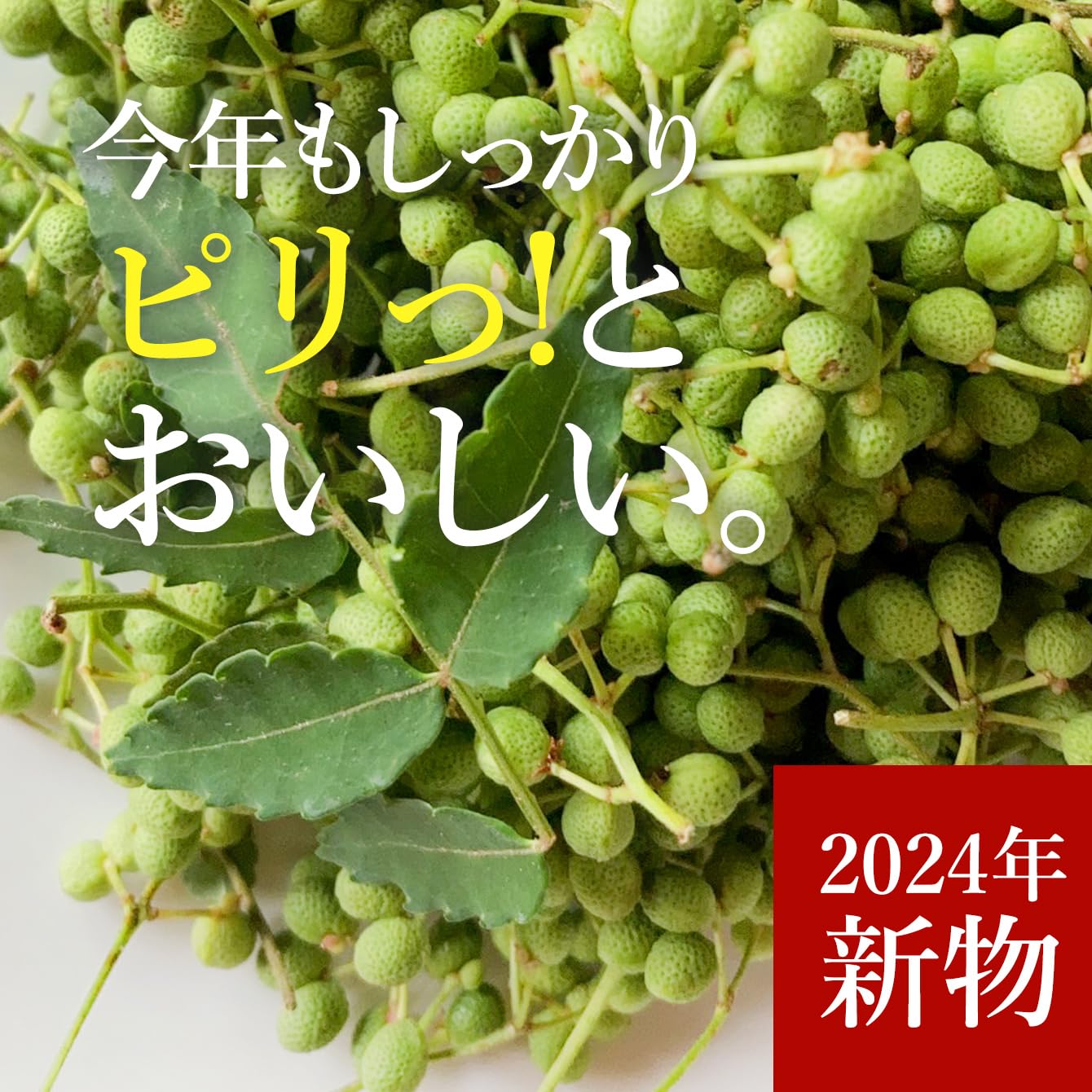 岐阜県産 山椒の実 2キロ 農薬不使用 NO1 【公式通販】 岐阜県産 山椒の実 2キロ 農薬不使用 NO1 【公式通販】