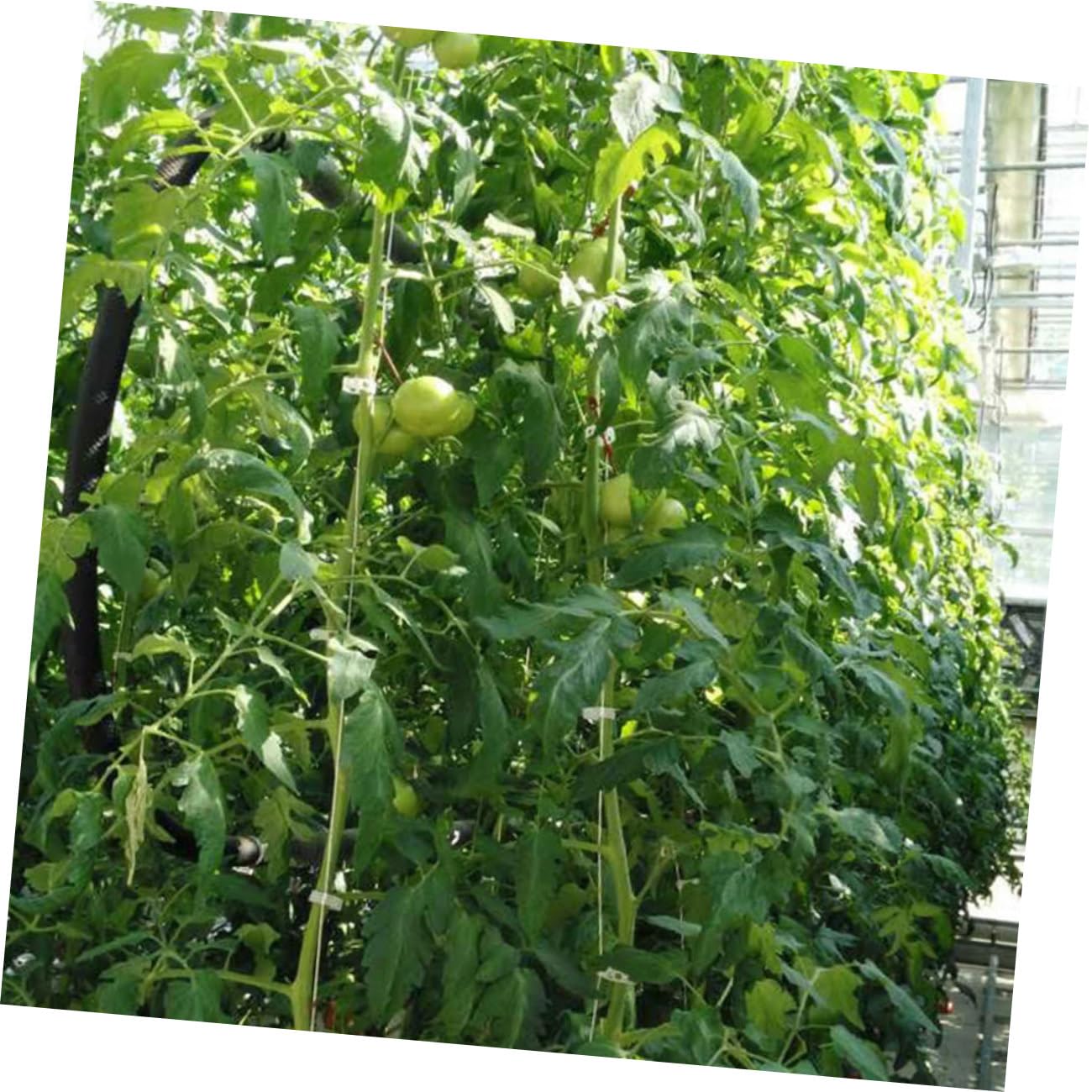 BESPORTBLE 2 Set di Cetrioli Appesi Piantine di Pomodoro Gancio Pomodori Controllo A più Livelli Verdure Picchetti Recinzione Palo Pianta Sollevato Twist Impilabile Pisello Stecca in Acciaio