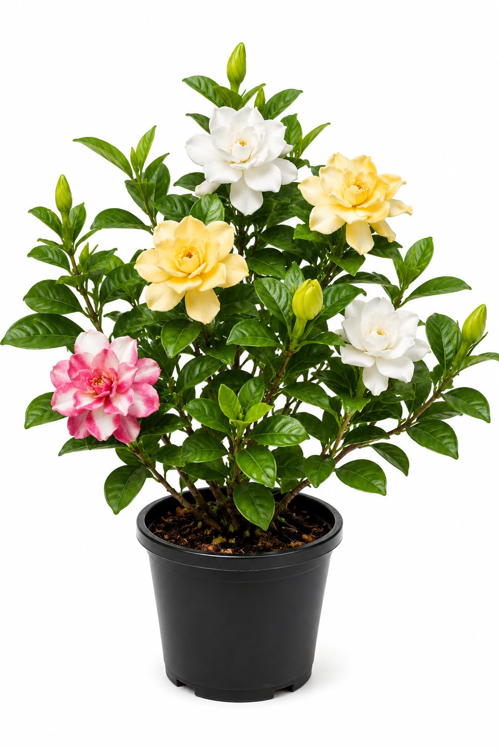 Multicolor Gandharaj Gardenia Flowering Live Plant in 4 Inch Pot | Rare Fragrant Variety, Evergreen Ornamental, Pack of 1, Home & Balcony Use, Healthy Live Plant-image-30