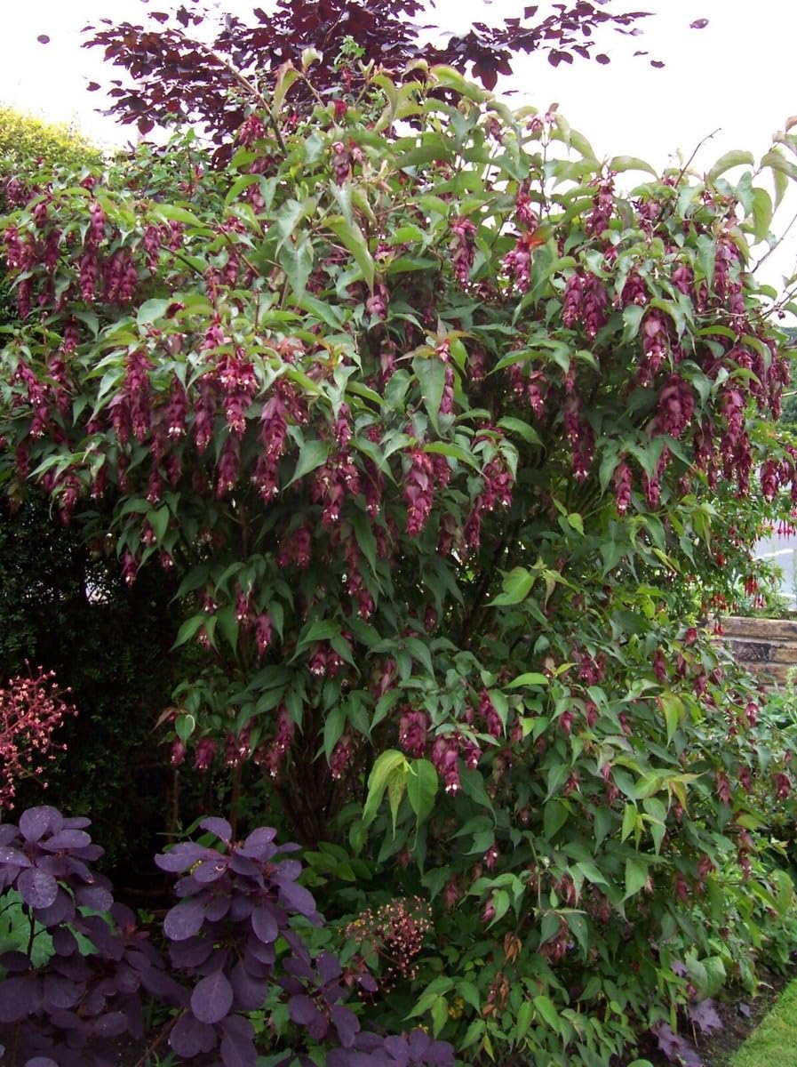 Leycesteria formosa Purple Rain - Himalayan Honeysuckle - Plant in 2 L Pot