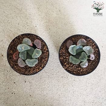 赤紫色の多肉植物 中型鉢*3 楽天市場】多肉植物 セダム レッドベリー 3号サイズ 苗 タニク