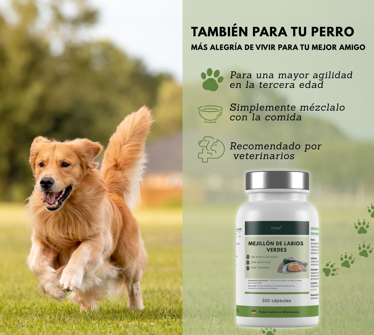 Cápsulas de mejillón de Labio Verde neozelandés con Zinc: Alta dosis de 1500 MG, sin magnesio ni aditivos, 100% Naturales, Calidad Alemana, 300 cápsulas