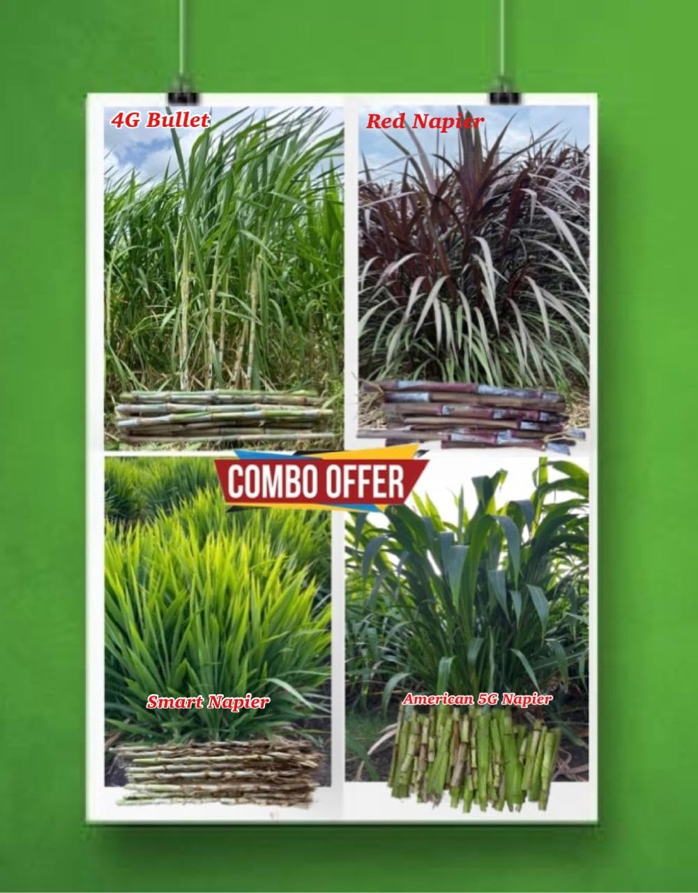 Napier Combo Pack, Kenyan Jumbo Napier/ 5G Gautemala Napier Grass/ 4g buleet smart napier/Red Napier/Indoneshian Bahubali Smart Napier. Includes combo of 2 stick Each Variety. Yash Goat Farm & Seeds (B0DHV14QMW) Amazon Price History, Amazon Price Tracker