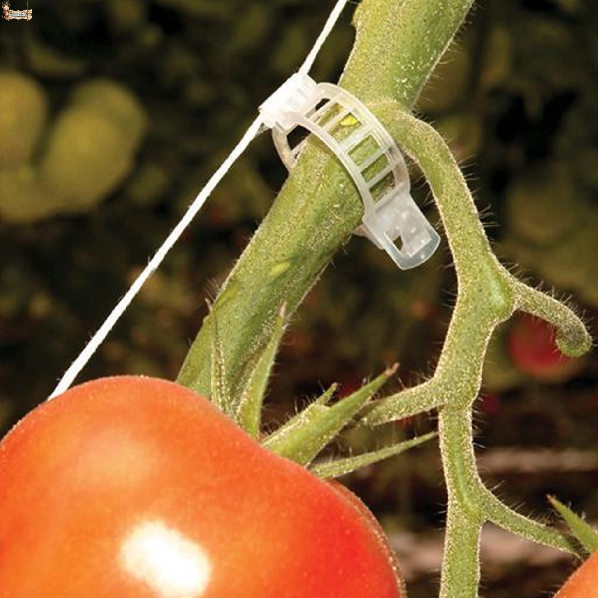 BricoLoco.com Clips Tomates, tomaterne, Piante trepatrici, Guisanti, cetrioli 1.000 pz. Fissaggio, guida, fissaggio, interutore, Atato. Uso con rete o guida. 28 mm (1000)