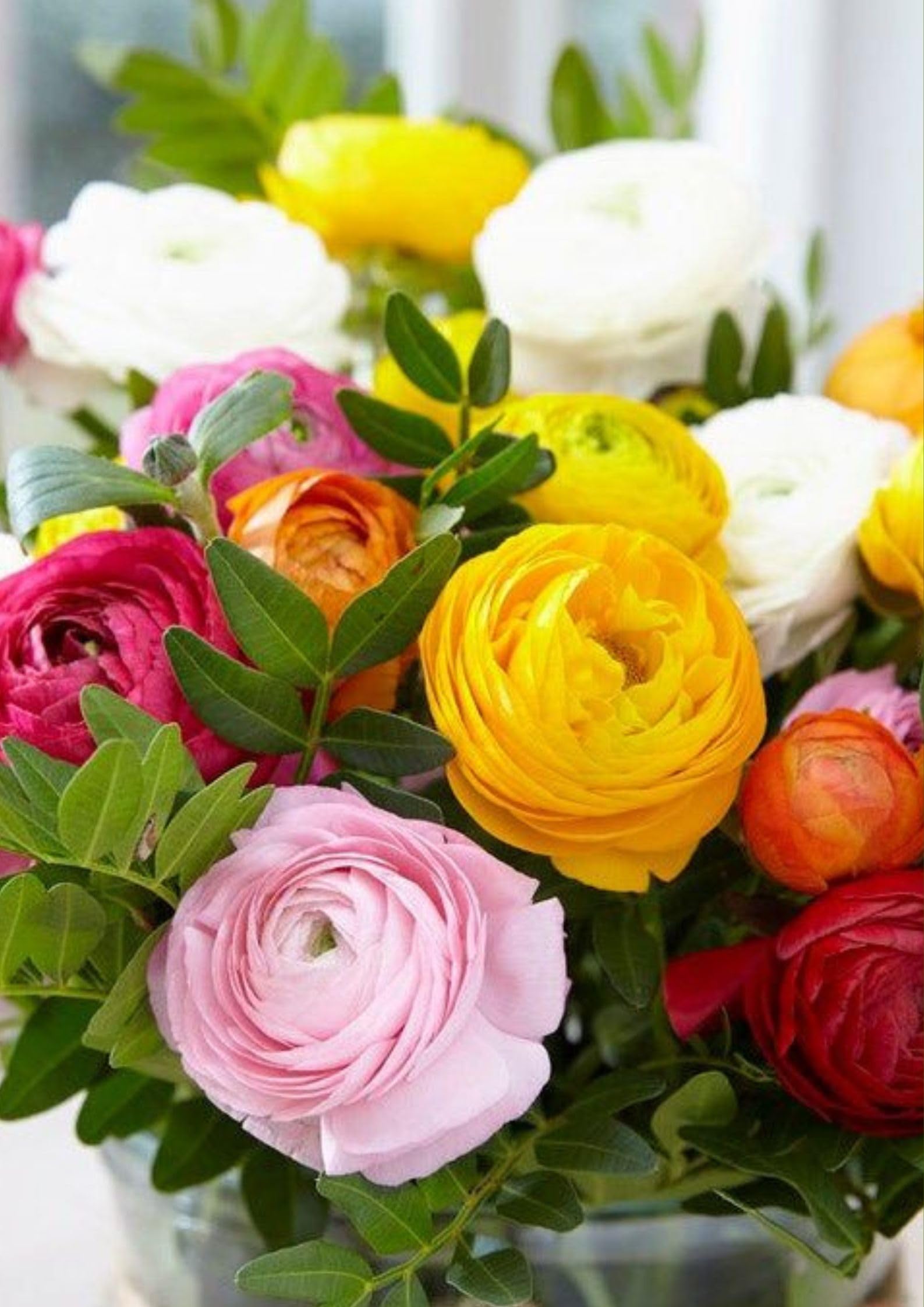 Gebdinsh Garden® Imported Ranunculus Flower Plants Bulbs For Outdoor Gardening (Pack Of 5 Bulbs) (B0D33PTSDR) Amazon Price History, Amazon Price Tracker
