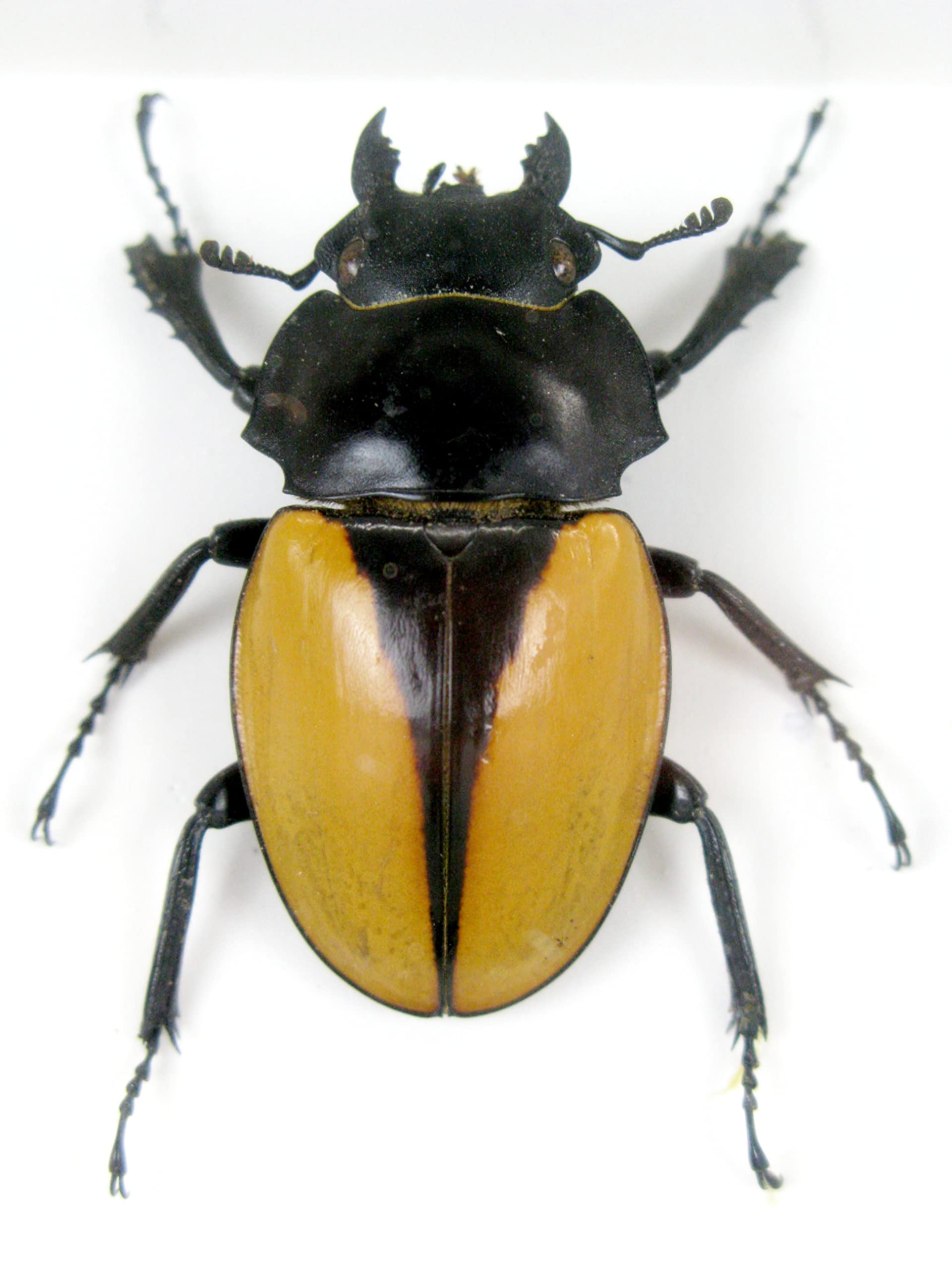 Veramente preparate e gigantesche insetti, cicale e bruchi in espositore in legno dietro vetro (2 Odotolabis elegans chiuse)