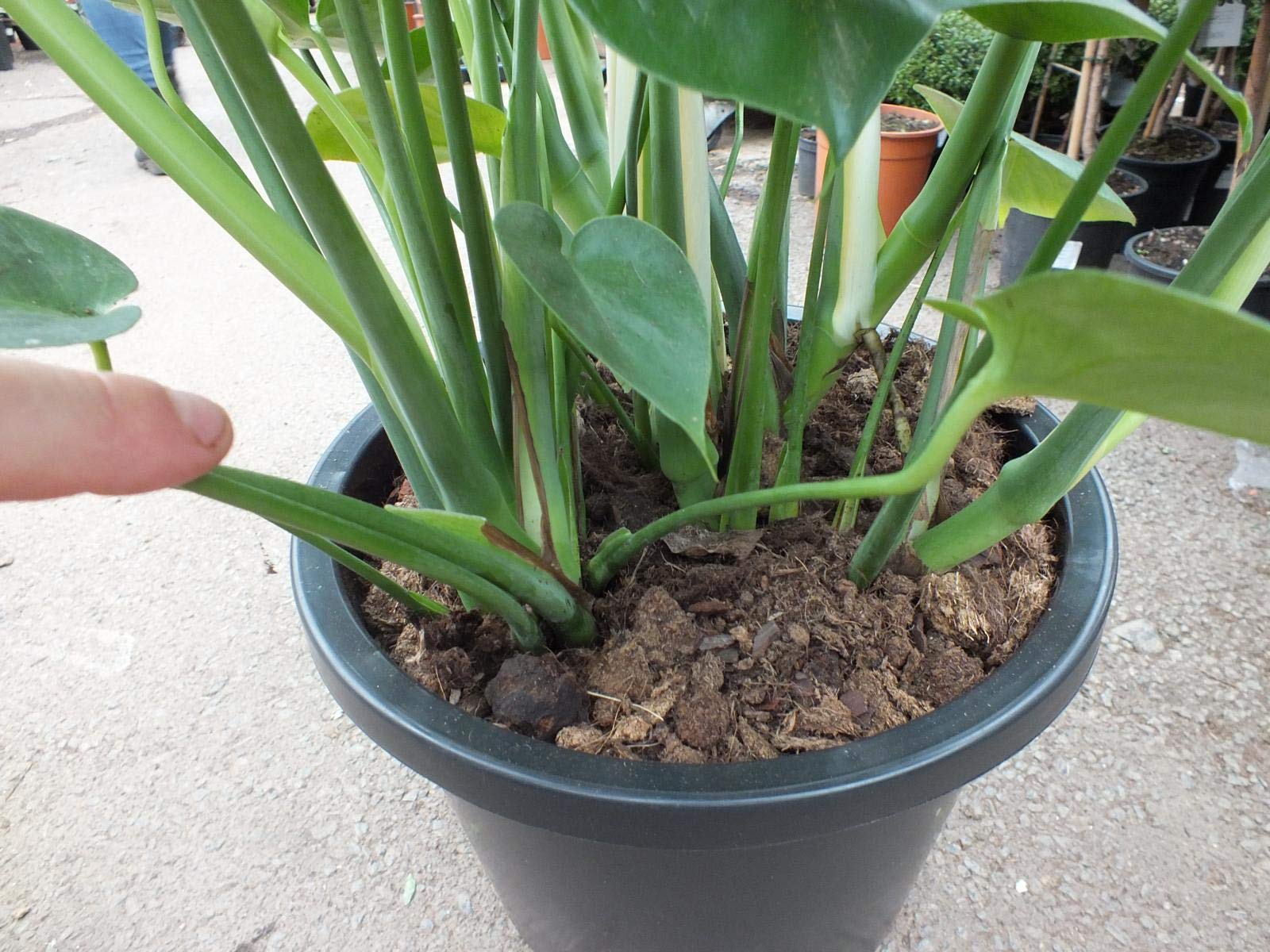 XXL Monstera Deliciosa Pflanze  80-100 cm Hoch  Dschungel-Pflanze fr  Zuhause & Bro  Luftreinigende Zimmerpflanze : Amazon.de: Garten