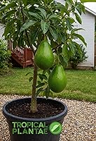 TROPICALPLANTAE Semil-34 Avocado Live Fruit Tree Seedling 12-24" Tall - USDA Certified Tropical Plant for Gardens
