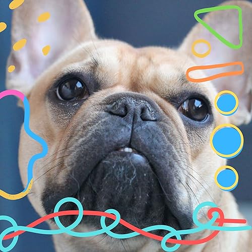 音楽 眠そうな犬 By 上品 犬の音楽 On Amazon Music Amazon Com