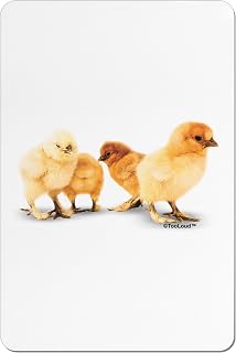 TooLoud Cute Chicks Aluminum Magnet