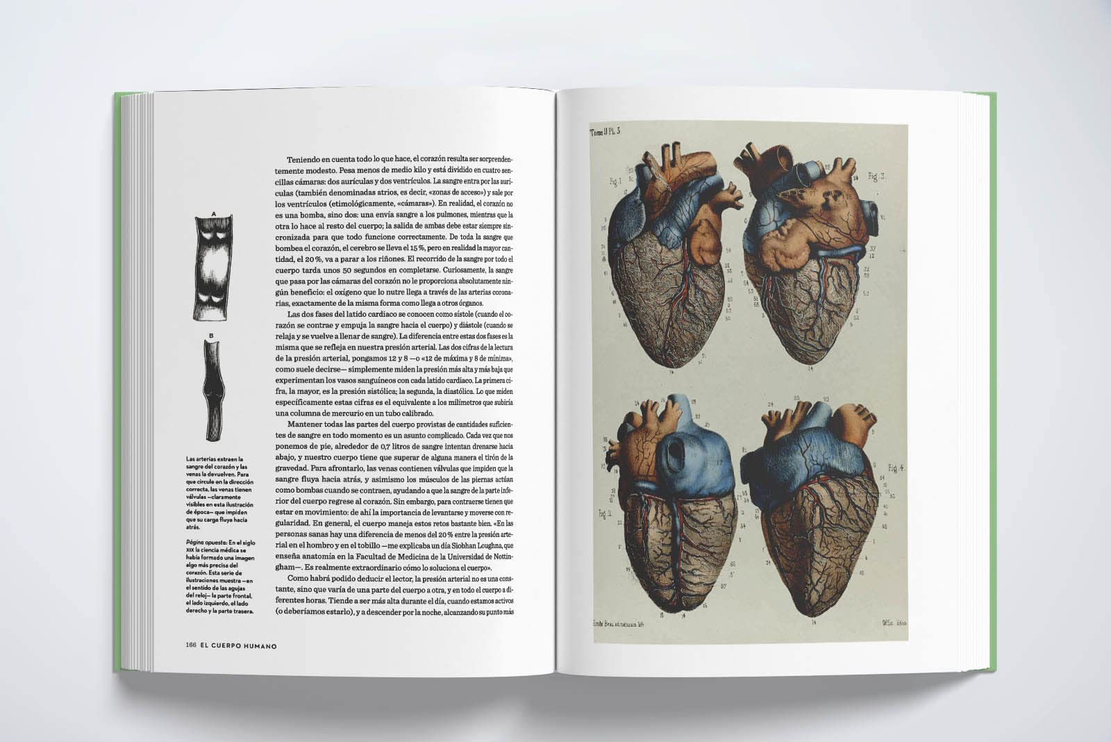 El cuerpo humano (edición ilustrada): Una guía para ocupantes (Divulgación)