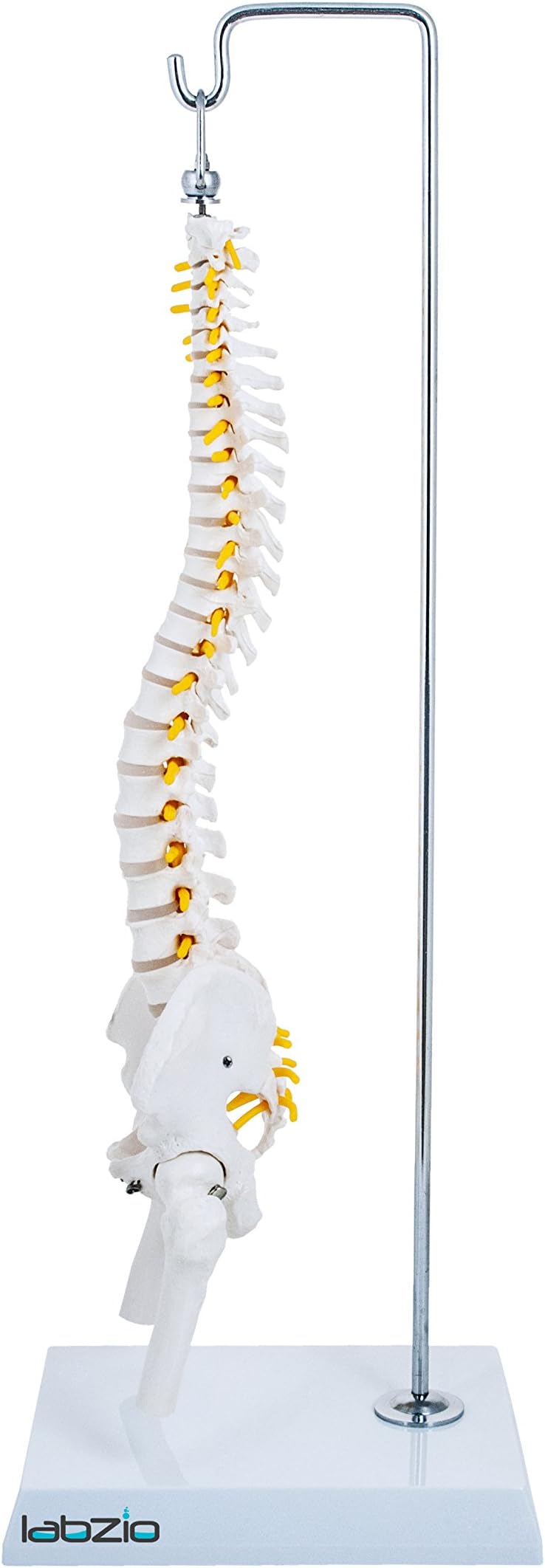 Spine Model Miniature Flexible Spinal Vertebral Column with Spinal Nerves and Femur Heads, Medical Anatomical Model, Perfect for Doctors, Medical Students and Institutions, 45 cm (18 inch)