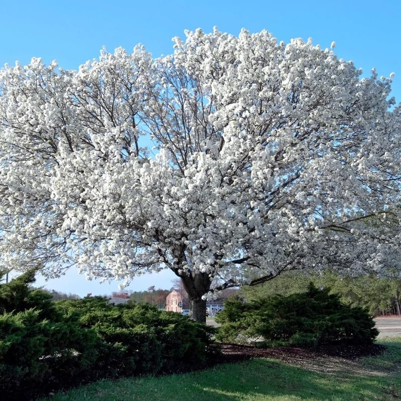 2 White Flowering Dogwood Trees