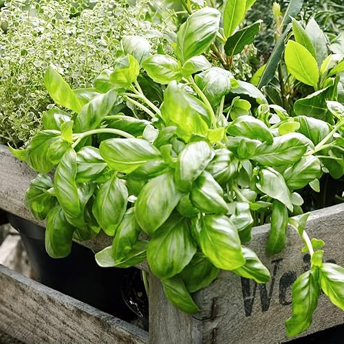 Miniatura 4 de Semillas de albahaca genovesa (1000 semillas)