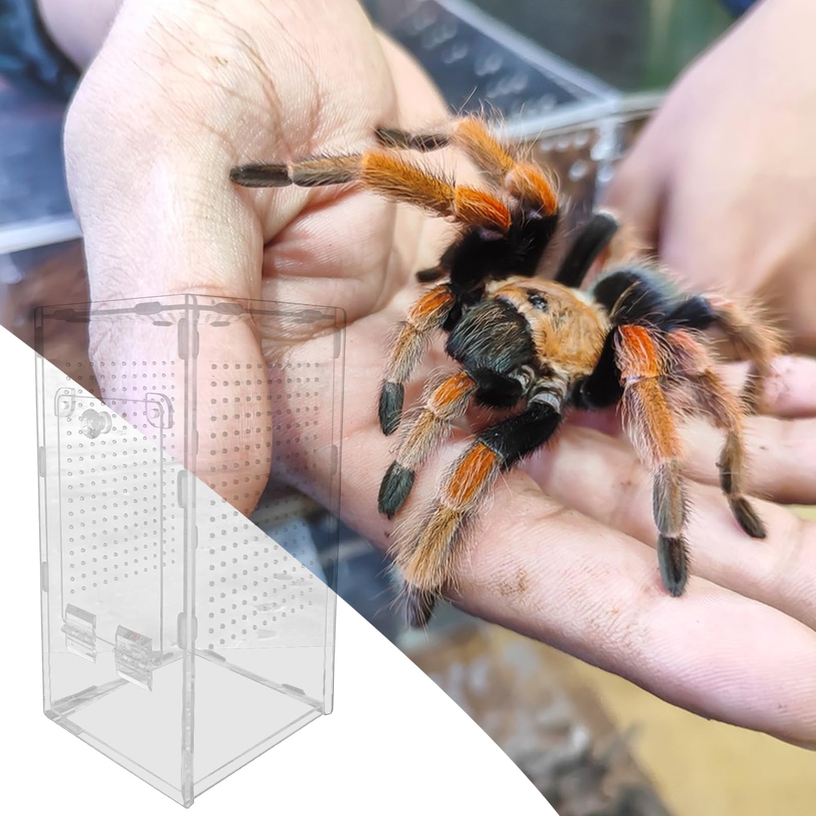 Set Di 2 Accessori Per Habitat Di Ragni Saltatori - Ragnatela In Fibra Con Magneti - Decorazione Per Tarantole E Mantidi - 3