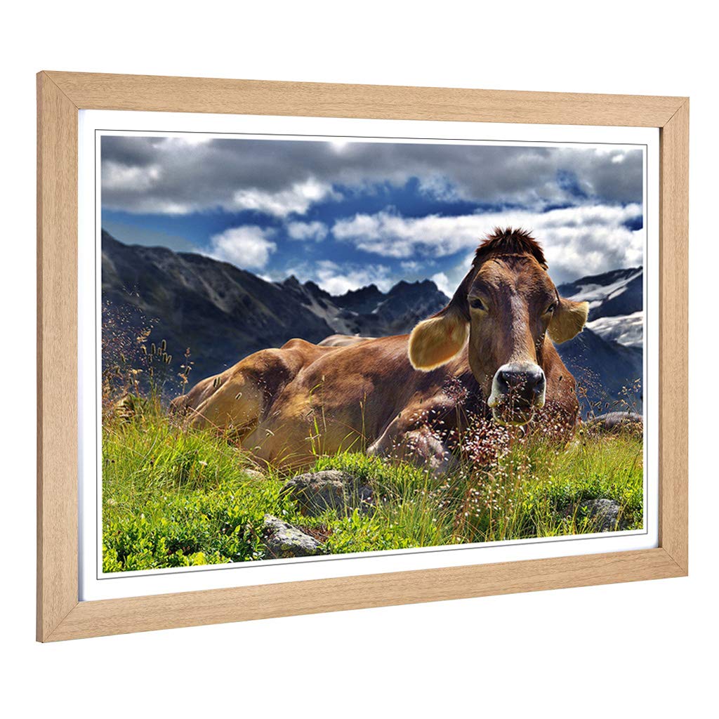 Big Box Art Framed Print of Resting Cow on The Alps Landscape Design | Wall Art Picture | Home Decor for Kitchen, Living Room, Bedroom, Hallway, Oak, A2 / 24.5x18 Inch / 62x45cm