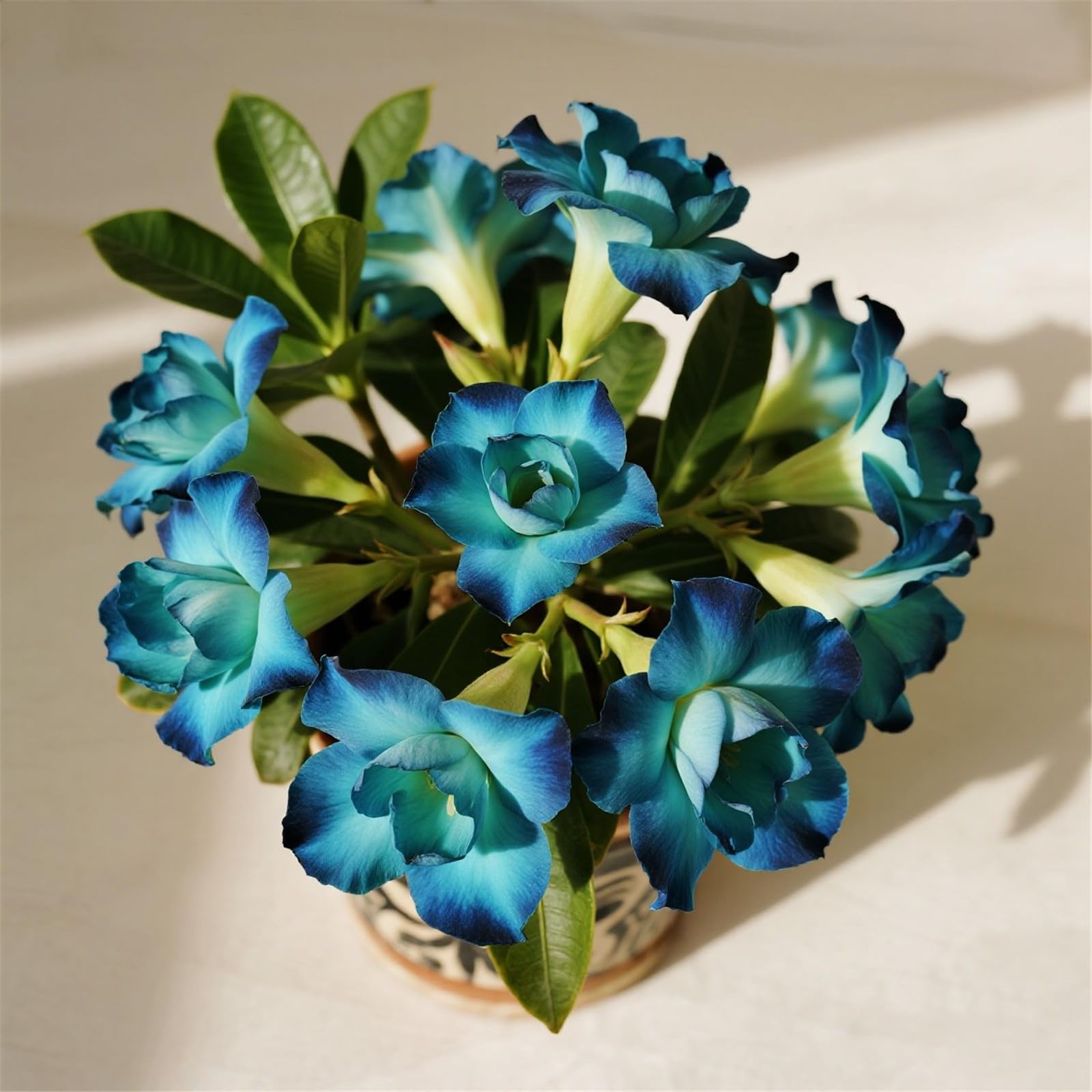 Easy to Plant, Perennial Desert Rose, Desert Rose Bulbs, Fragrant Flowers- Ready to Plant Garden Displays, Ornamental Flowers, 5Bulbs-G