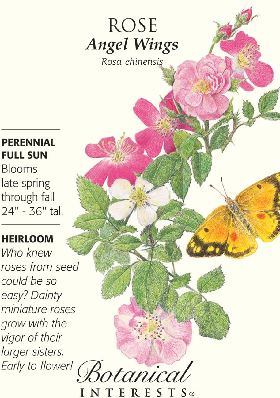 Rose Angel Wings Seeds .10 grams Perennial Flowering