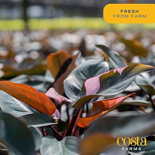 Miniatura 6 de Costa Farms Trending Tropicals Pink Princess Philodendron - Planta de interior viva de 10 a 12 pulgadas de alto, en maceta decorativa blanca