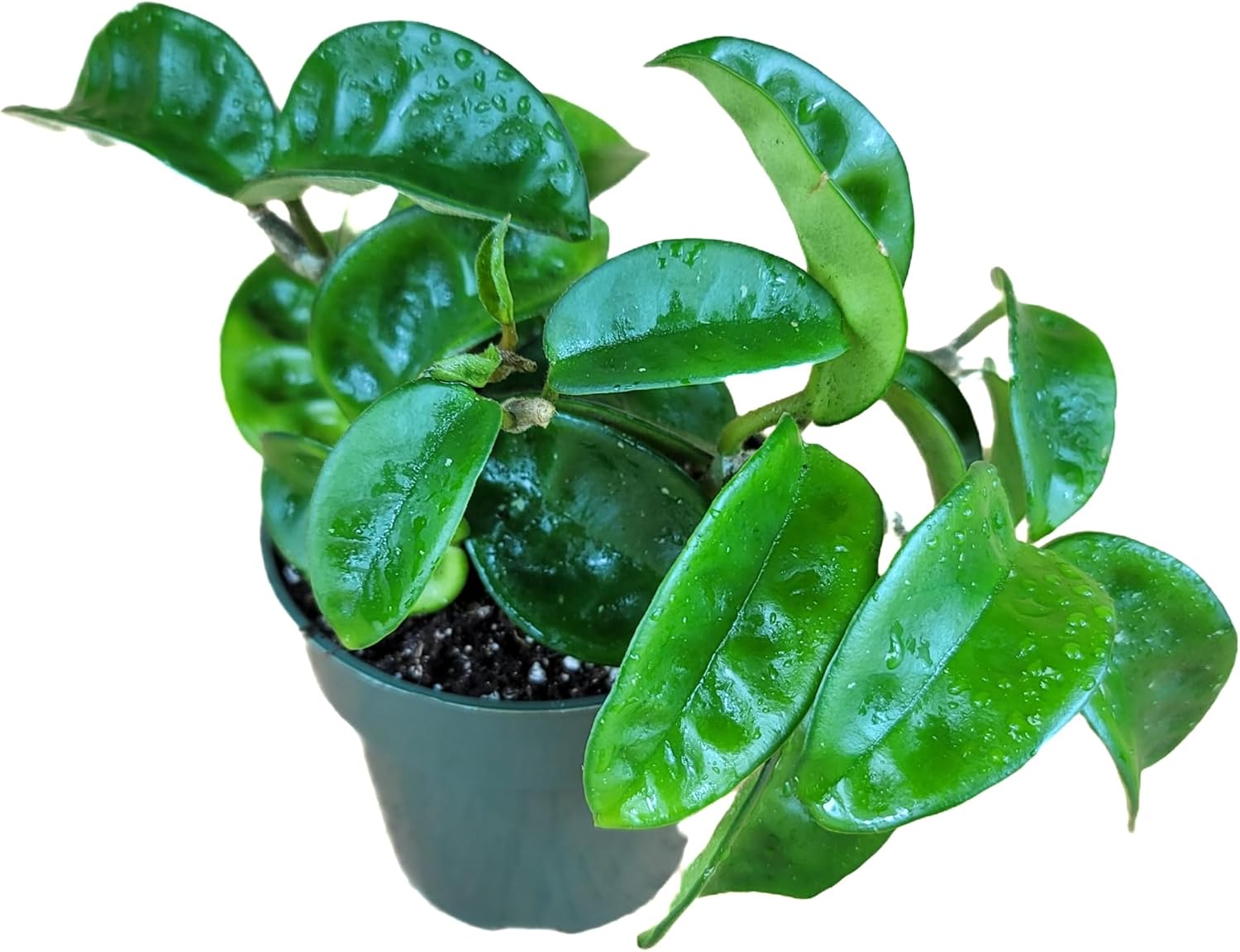 Hoya Krinkle 8 Live Hoya Plant Pink Flowers with Chocolate Smells Available in 2", 4", and 6" Pot (4" Pot)