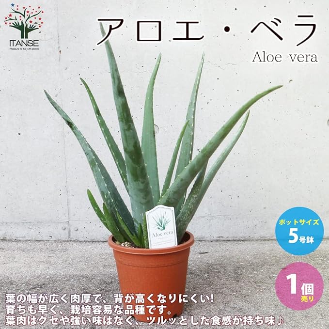 Amazon Co Jp アロエ ベラ5号鉢苗 品種で選べるハーブ 多肉植物苗 5号鉢苗 1個売り 学名 Aloe Vera ススキノキ科アロエ 属 原産地 北アフリカカナリア諸島 木立アロエより葉の幅が広く肉厚で 背が高くなりにくい品種です 育ちも早く 栽培容易な品種です Amazon Co Jp アロエ ベラ5号鉢苗 品種で選べるハーブ 多肉植物苗 5号鉢苗 1個売り 学名 Aloe Vera ススキノキ科アロエ 属 原産地 北アフリカカナリア諸島 木立アロエより葉の幅が広く肉厚で 背が高くなりにくい品種です 育ちも早く 栽培容易な品種です