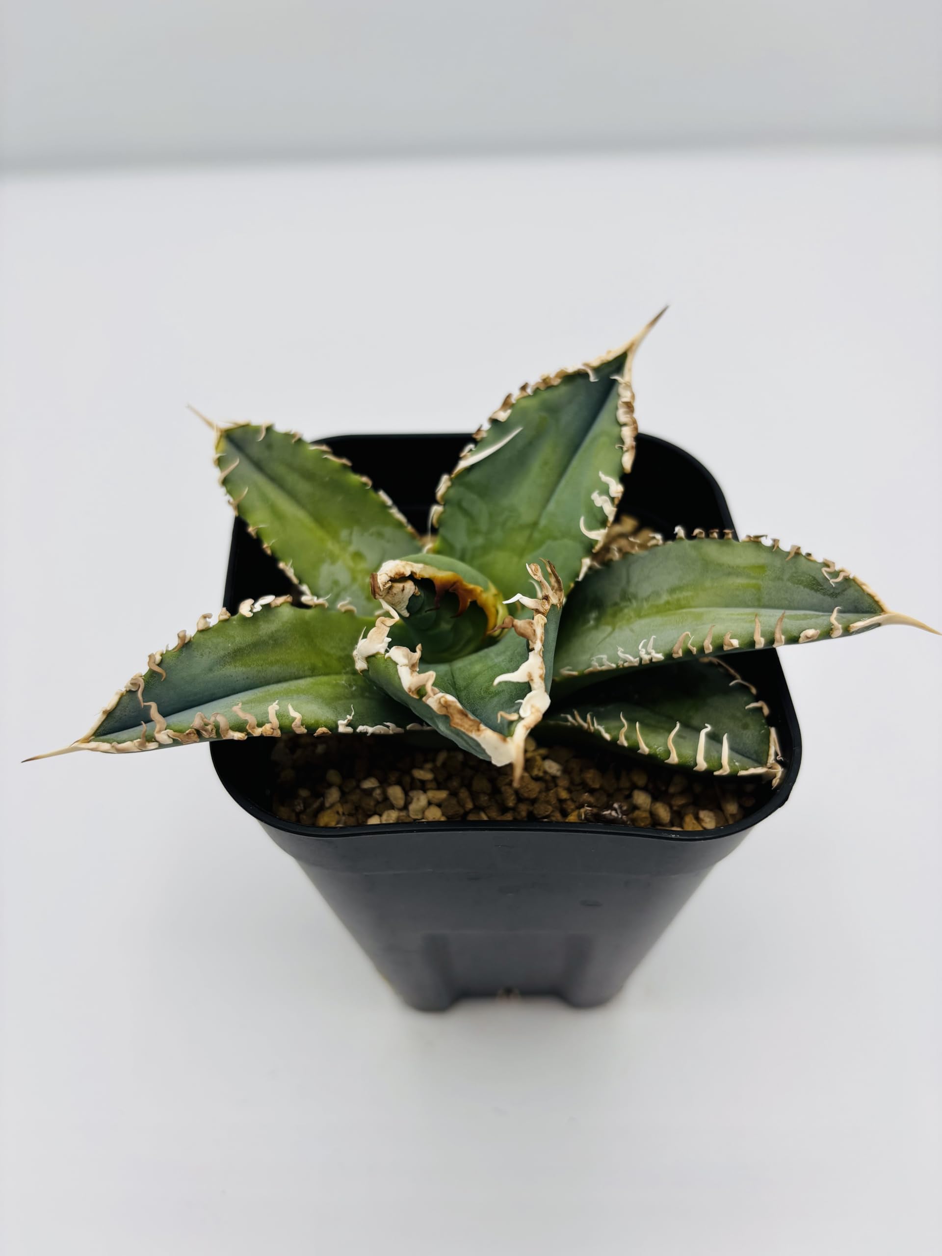 Amazon｜アガベ チタノタ 白幽霊/Agave titanota 'White Ghost'/観葉