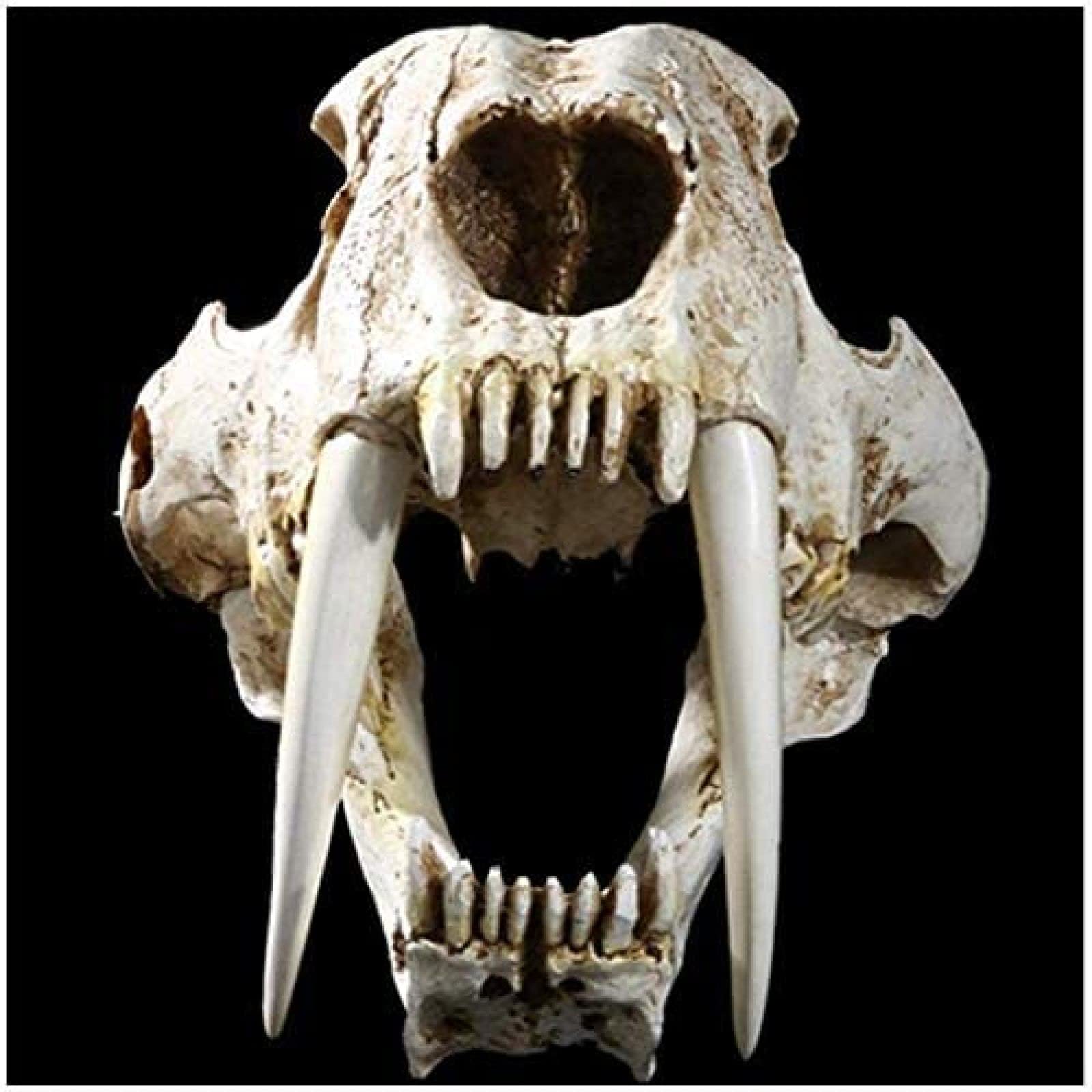 Modelo De Tigre De Resina 1: 1 Tamaño Natural Cráneo De Tigre Dientes De Sable Cabeza De Animal Anatomía Réplica De Resina para Decoración Programa De Aprendizaje Regalos 32 X 18,5 X 18 Cm