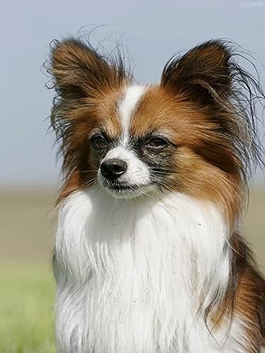 Papillon - Kit de pintura de diamante 5D para adultos principiantes, lindo perro animal redondo de taladro completo cuentas de resina puntos de