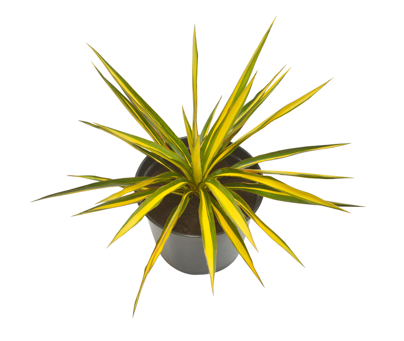 Greenwood Nursery Variegated Color Guard Yucca Plant