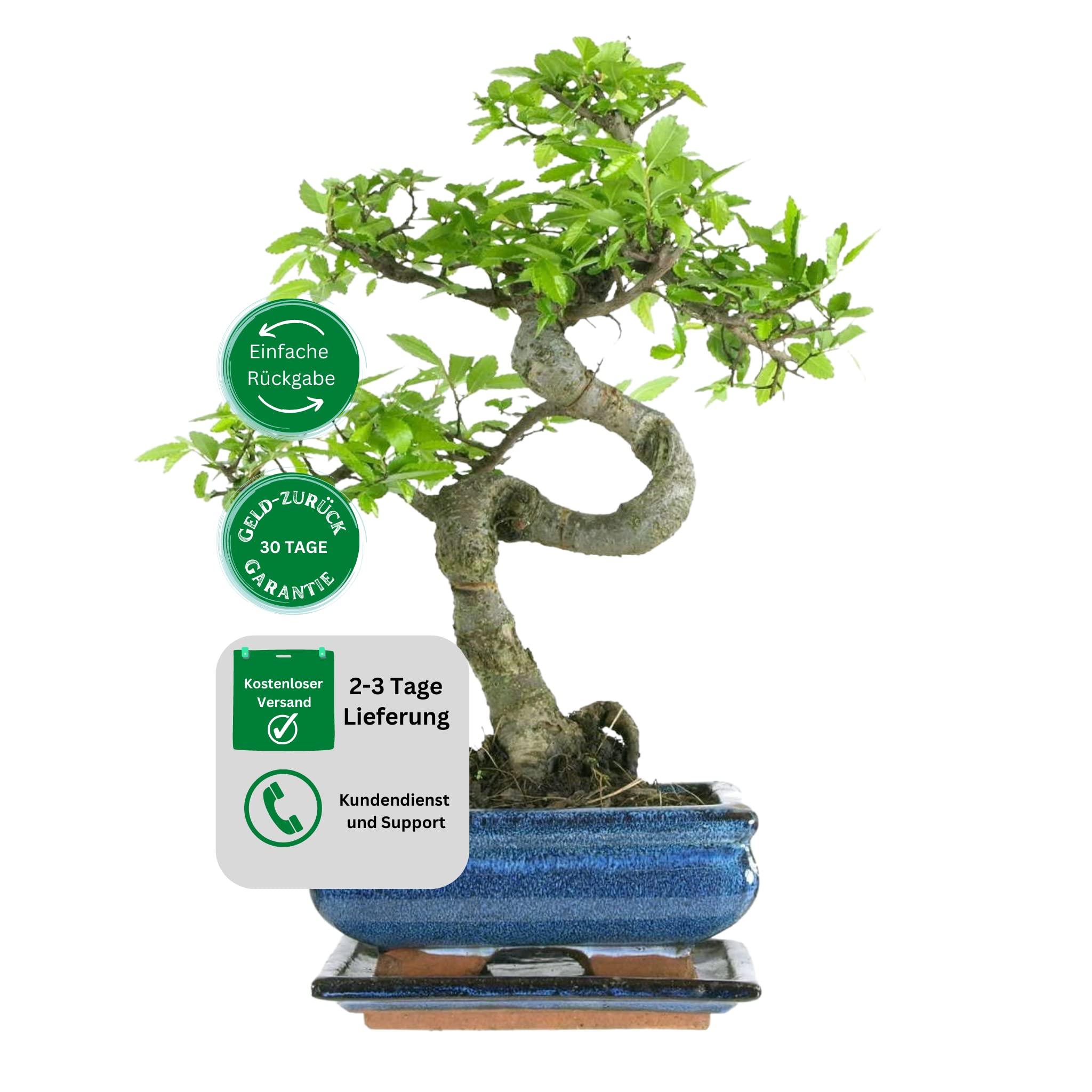 Bonsai Baum mit Keramik Blumentopf - Chinese elm mit - ca. 7 Jahre (15 cm Schale, ca. 7 Jahre)