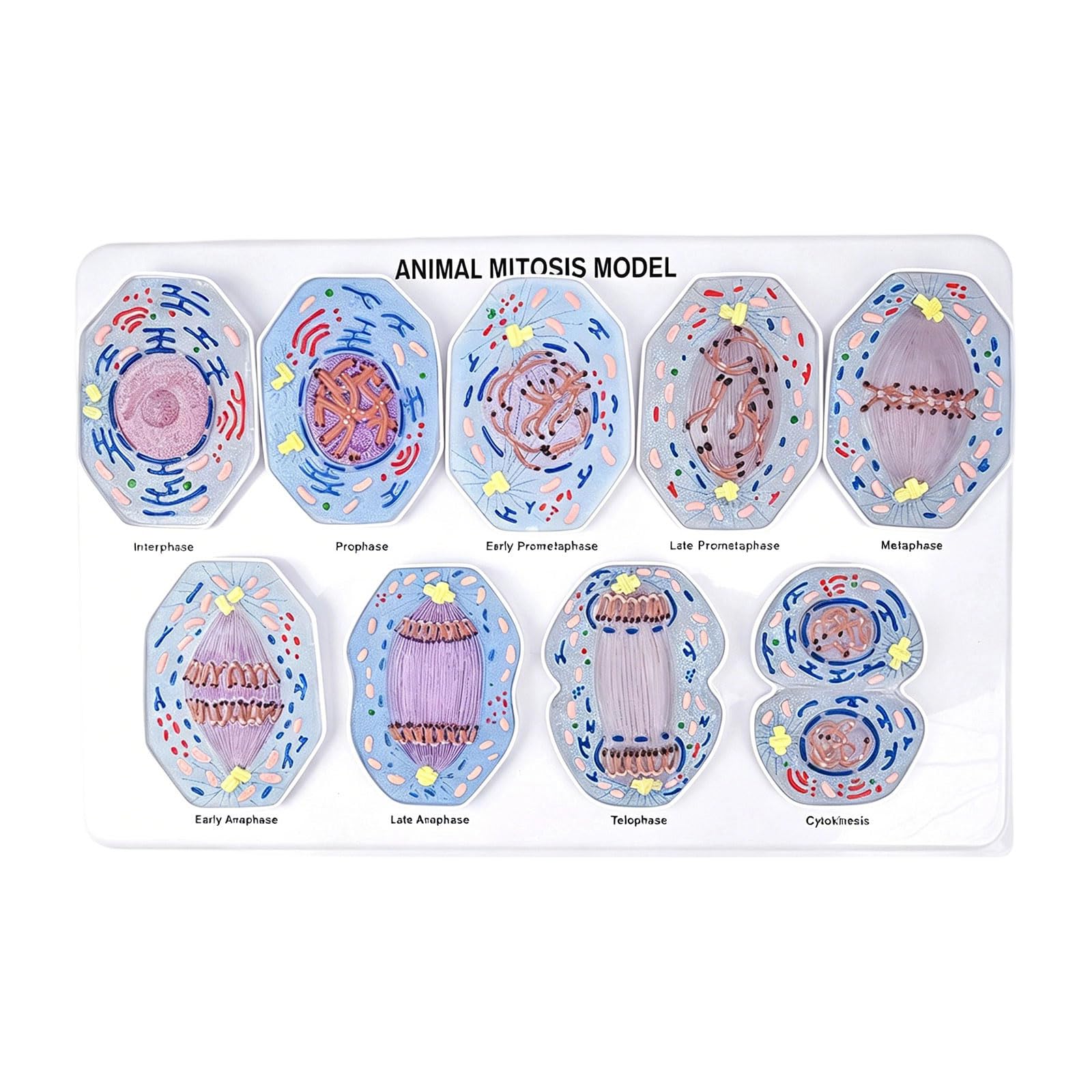 Modello di dimostrazione della mitosi anatomica del processo di divisione cellulare Modello dimostrativo con parti codificate a colori per l'aula di biologia del laboratorio di scienza