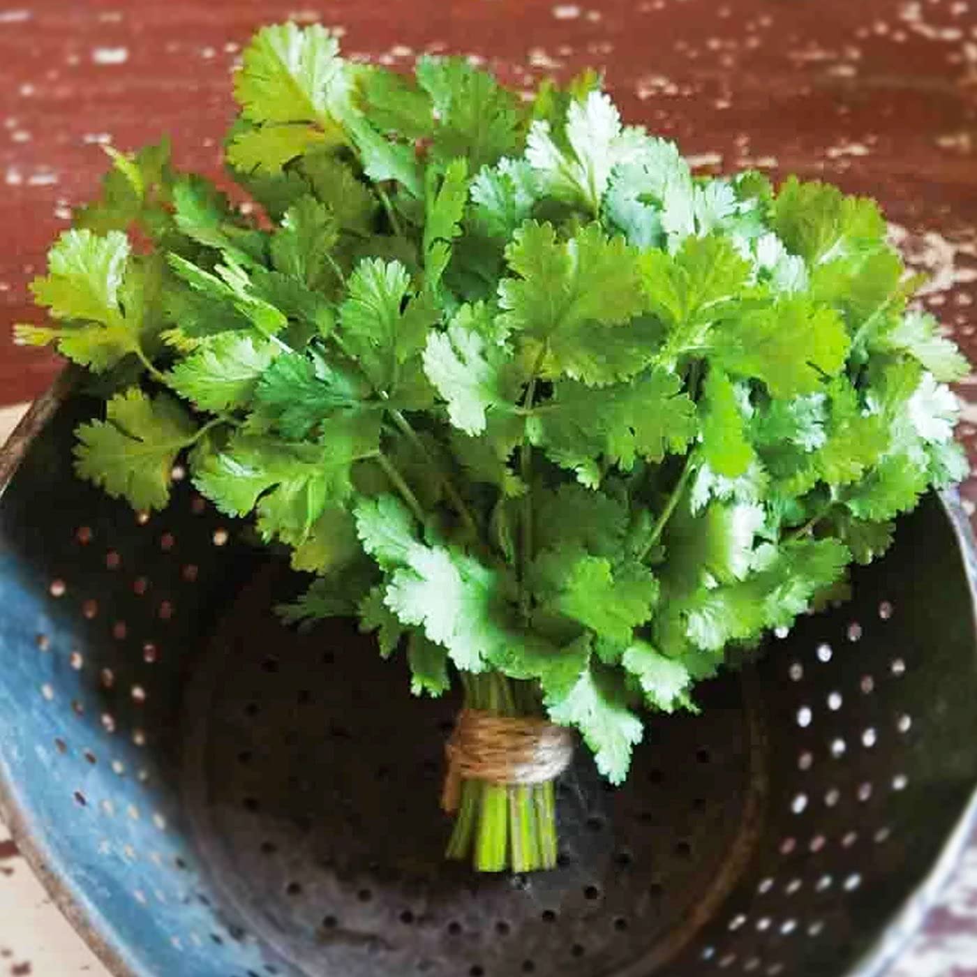 Golden Hills Farm Hybrid Hybrid Coriander Dhania Seeds For Kitchen Terrace Gardening Seeds Kitchen Garden Pack 500+ seeds (B0963J79GB) Amazon Price History, Amazon Price Tracker