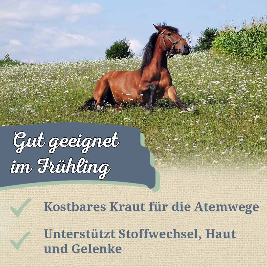 Krauterie Gänseblümchen für Pferde, ganz (500 g)