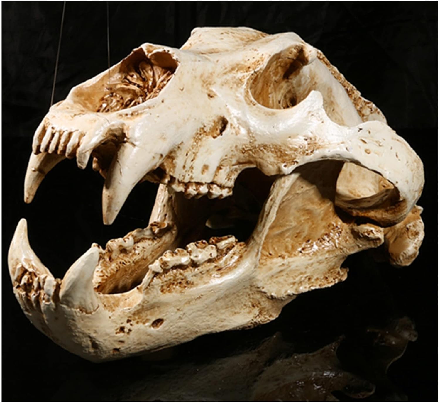 Cranio di animale, replica del teschio di orso polare in resina, modello di testa di anatomia del teschio di animale, collezione di strumenti educativi for studi veterinari, decorazione