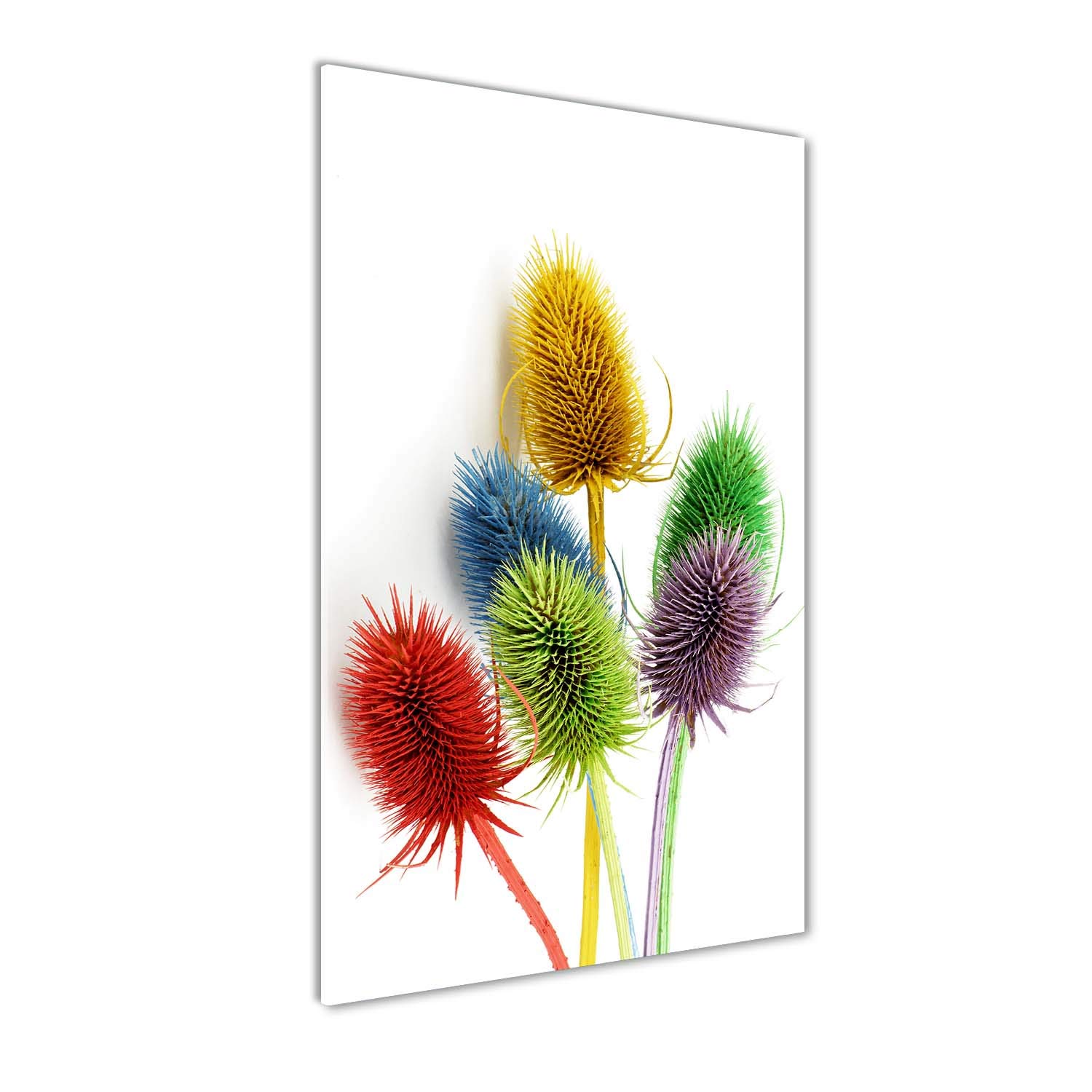 Image sur verre fleurs de chardon multicolores pour décorer la cuisine et le salon