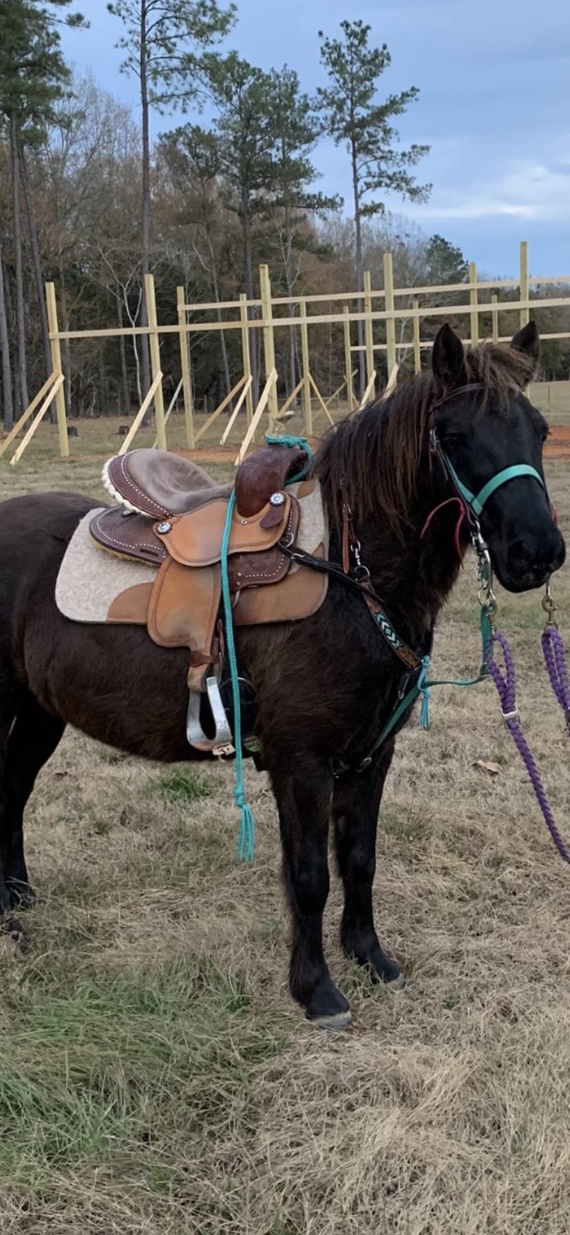 Amazon.com: over and under whip purple horse tack : Handmade Products