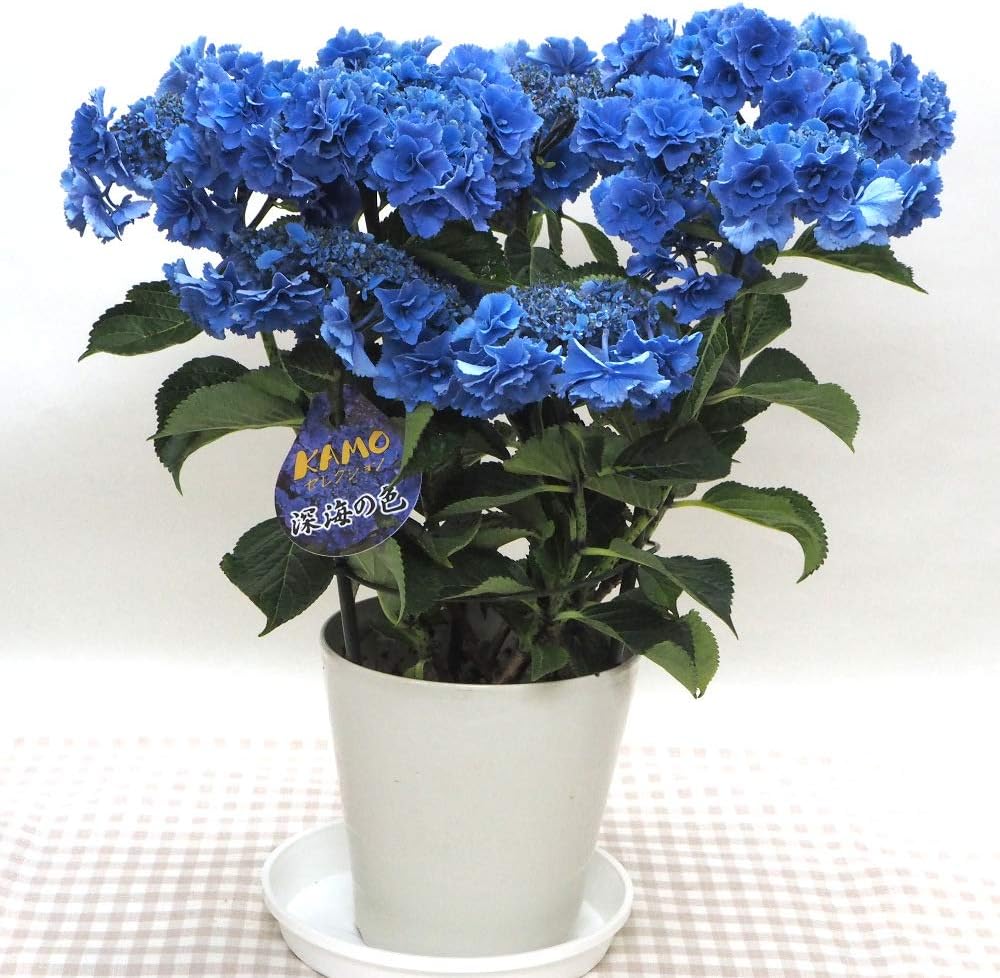 Amazon 花想久里 はなおくり 紫陽花 あじさい 青 5寸 生 深海の色 という品種 八重咲き の ガクアジサイ 海を思わせるような真っ青な花びらがとっても 魅力的 画像は6月24日撮影です ハイドランジア フラワーギフト 誕生日 その他の お祝い事 にも ブルー Amazon 花想久里 はなおくり 紫陽花 あじさい 青 5寸 生 深海の色 という品種 八重咲き の ガクアジサイ 海を思わせるような真っ青な花びらがとっても 魅力的 画像は6月24日撮影です ハイドランジア フラワーギフト 誕生日 その他の お祝い事 にも ブルー